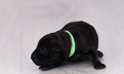 Chiot N°1 - Berger Allemand