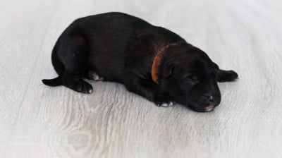 Chiot N°2 - Berger Allemand