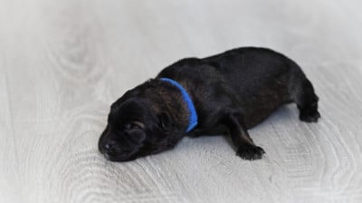 Chiot N°3 - Berger Allemand
