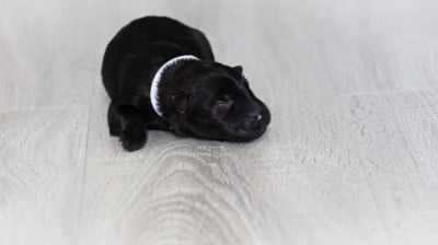 Chiot N°4 - Berger Allemand