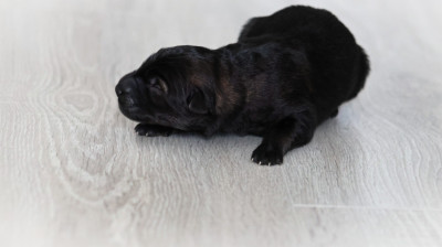 Chiot N°5 - Berger Allemand