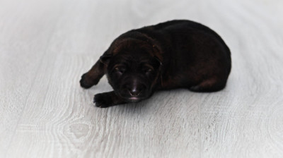 Chiot N°6 - Berger Allemand