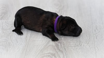 Chiot N°7 - Berger Allemand