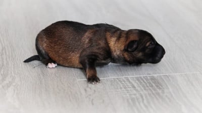 Chiot N°8 - Berger Allemand