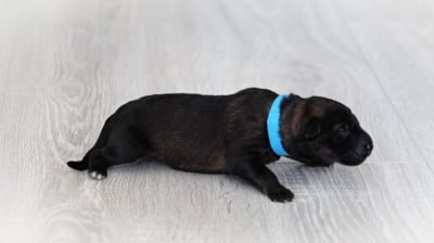 Chiot N°9 - Berger Allemand