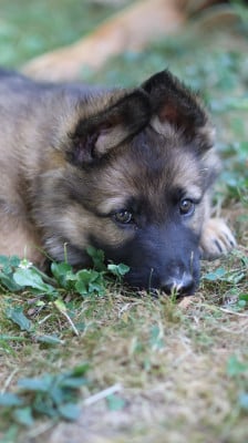 Les chiots de Berger Allemand
