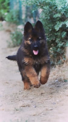 Les chiots de Berger Allemand