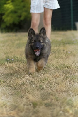Les chiots de Berger Allemand