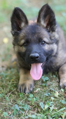 Les chiots de Berger Allemand
