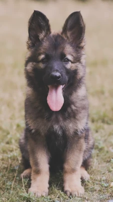 Les chiots de Berger Allemand