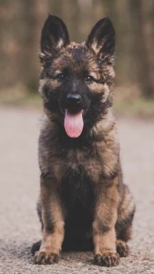 Les chiots de Berger Allemand