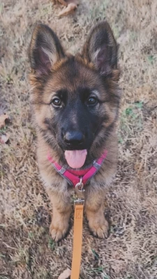 Les chiots de Berger Allemand