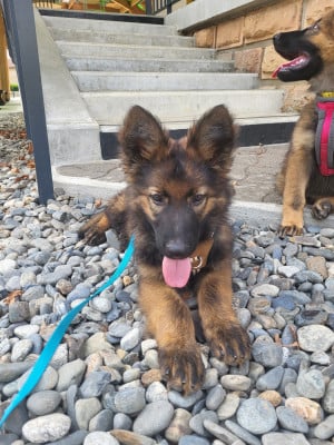 Les chiots de Berger Allemand