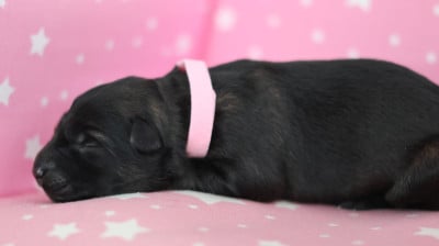 Les chiots de Berger Allemand