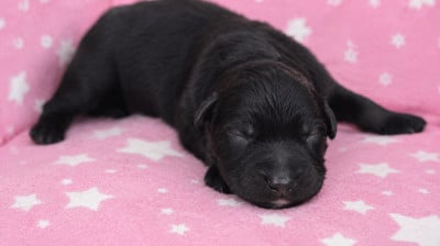 Les chiots de Berger Allemand