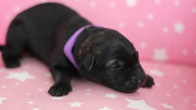 Les chiots de Berger Allemand