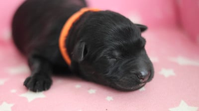Les chiots de Berger Allemand