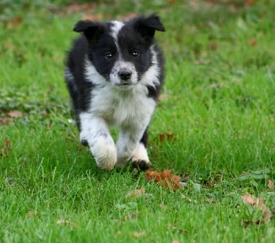 Les chiots de Border Collie