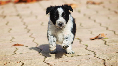 Les chiots de Border Collie