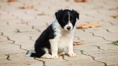 Les chiots de Border Collie