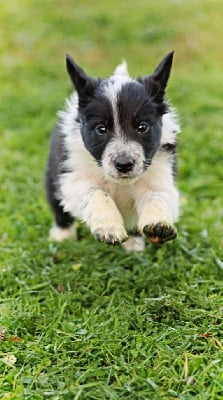 Les chiots de Border Collie