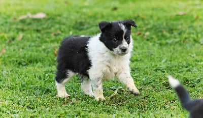 Les chiots de Border Collie