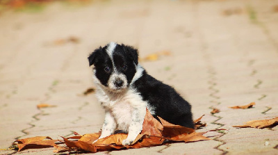 Les chiots de Border Collie