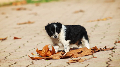 Les chiots de Border Collie