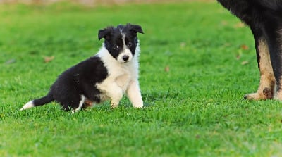 Les chiots de Border Collie