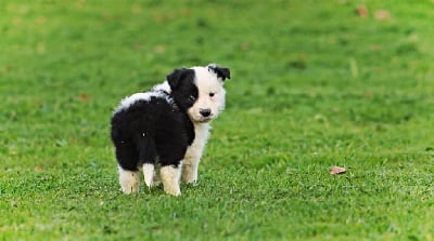 Les chiots de Border Collie
