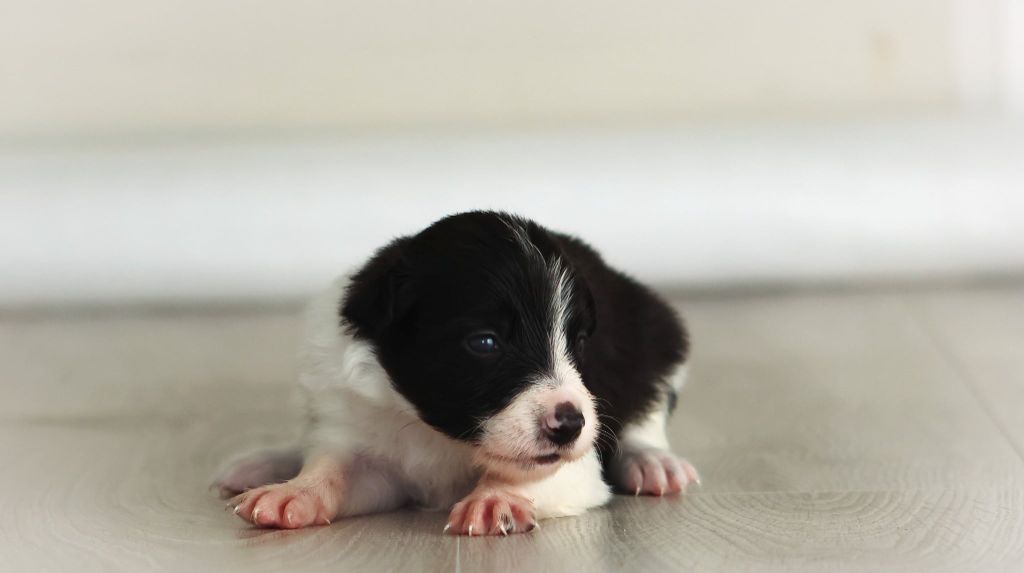 Border Collie - Au Royaume D'Une Nuit Etoilée