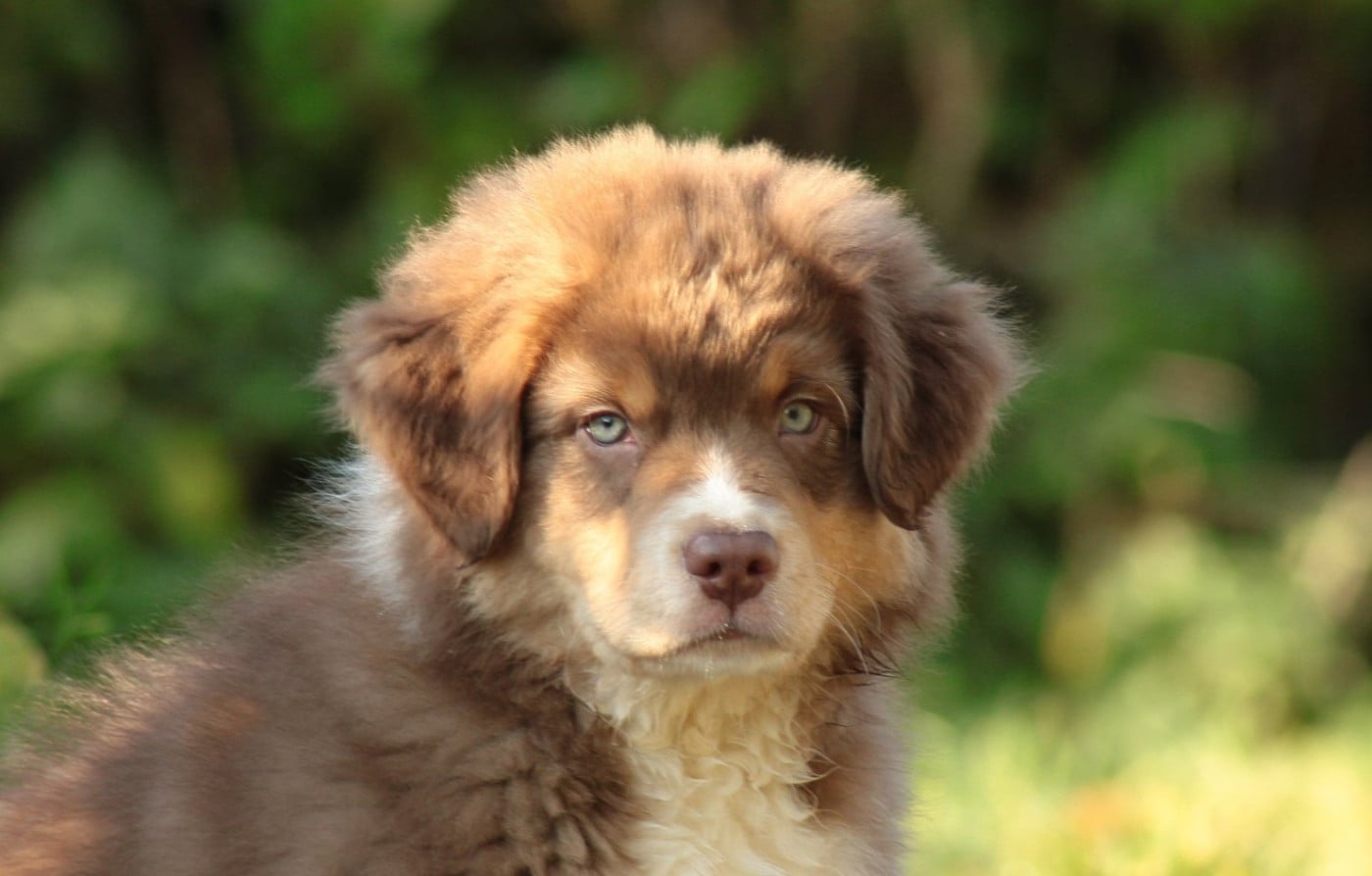 Berger Australien - Of Luna's Farm