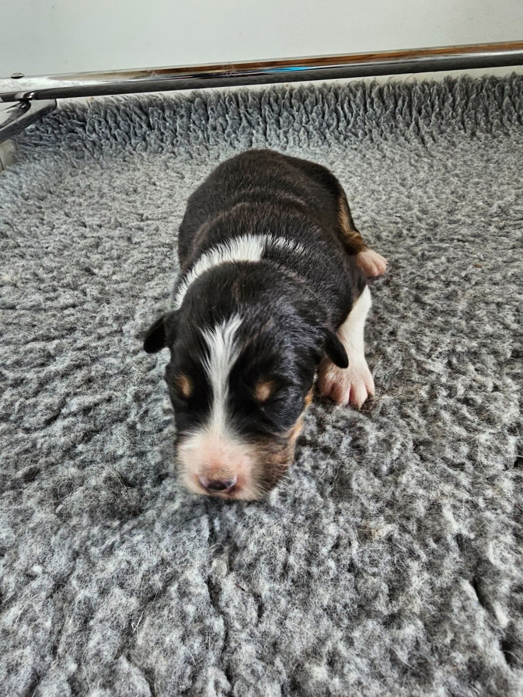 Berger Australien - Of Luna's Farm