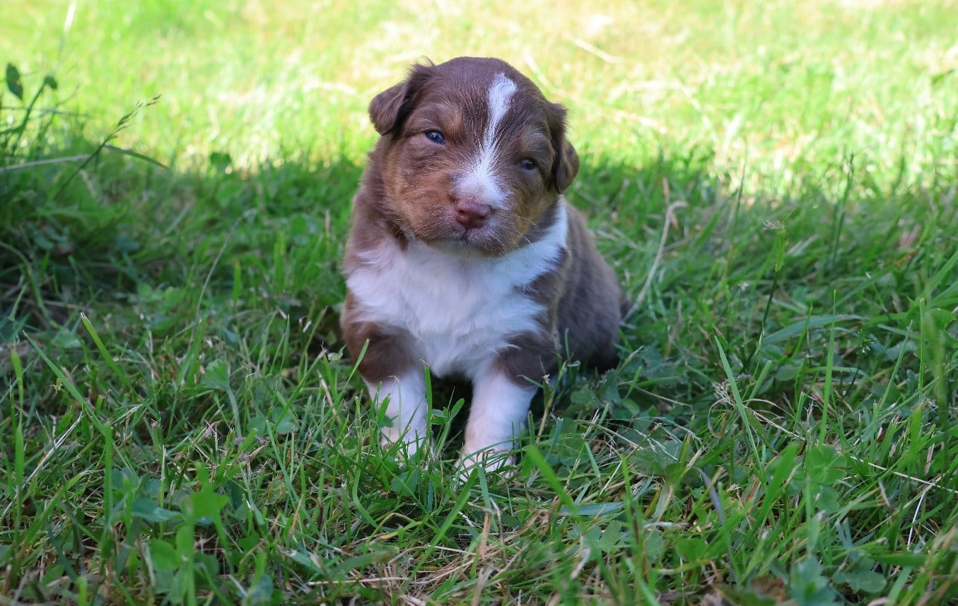 Berger Australien - Of Luna's Farm