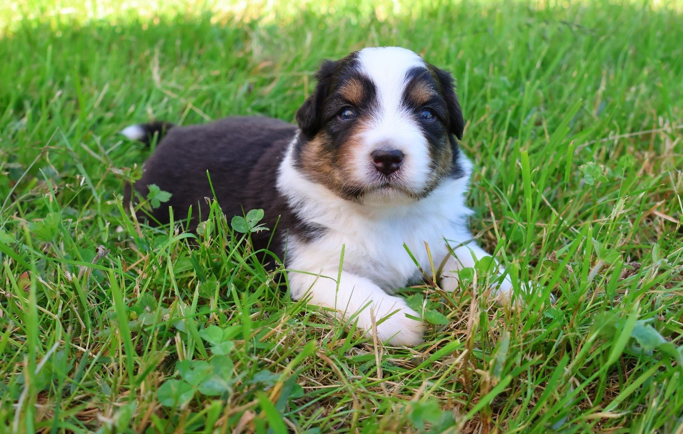 CHIOT 3 - Berger Australien