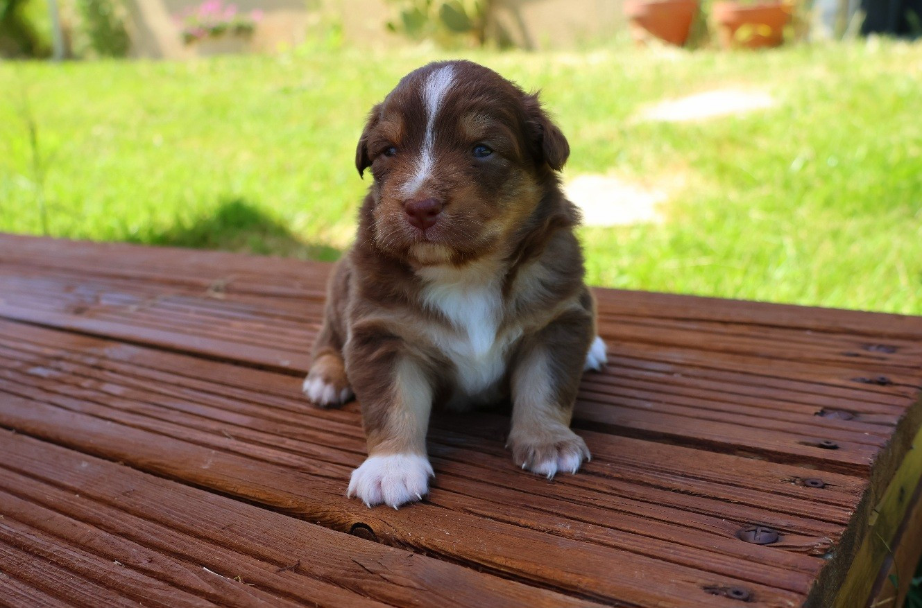 CHIOT 4 - Berger Australien