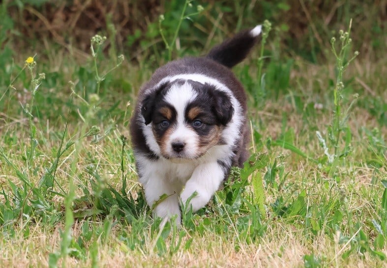 Berger Australien - Of Luna's Farm