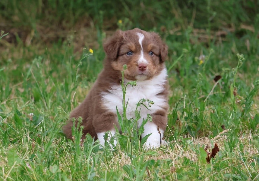 Berger Australien - Of Luna's Farm