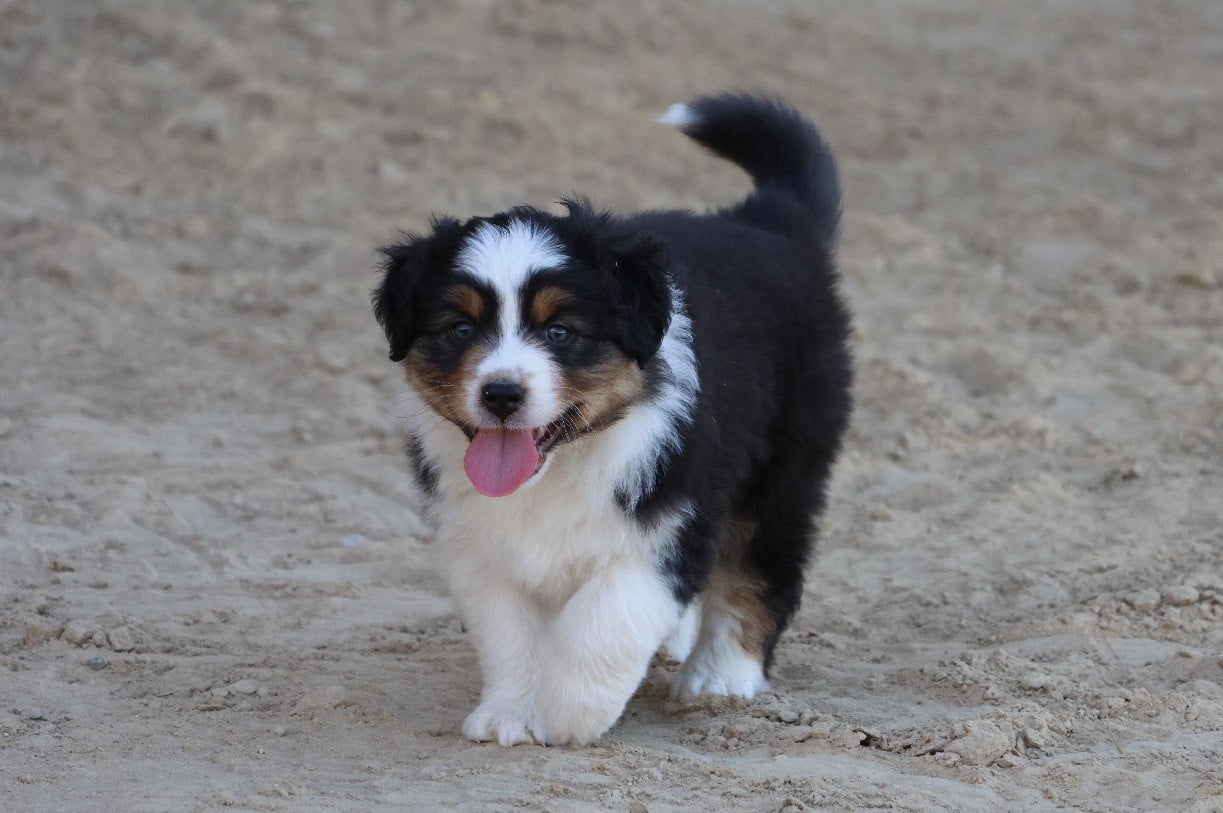 Berger Australien - Of Luna's Farm