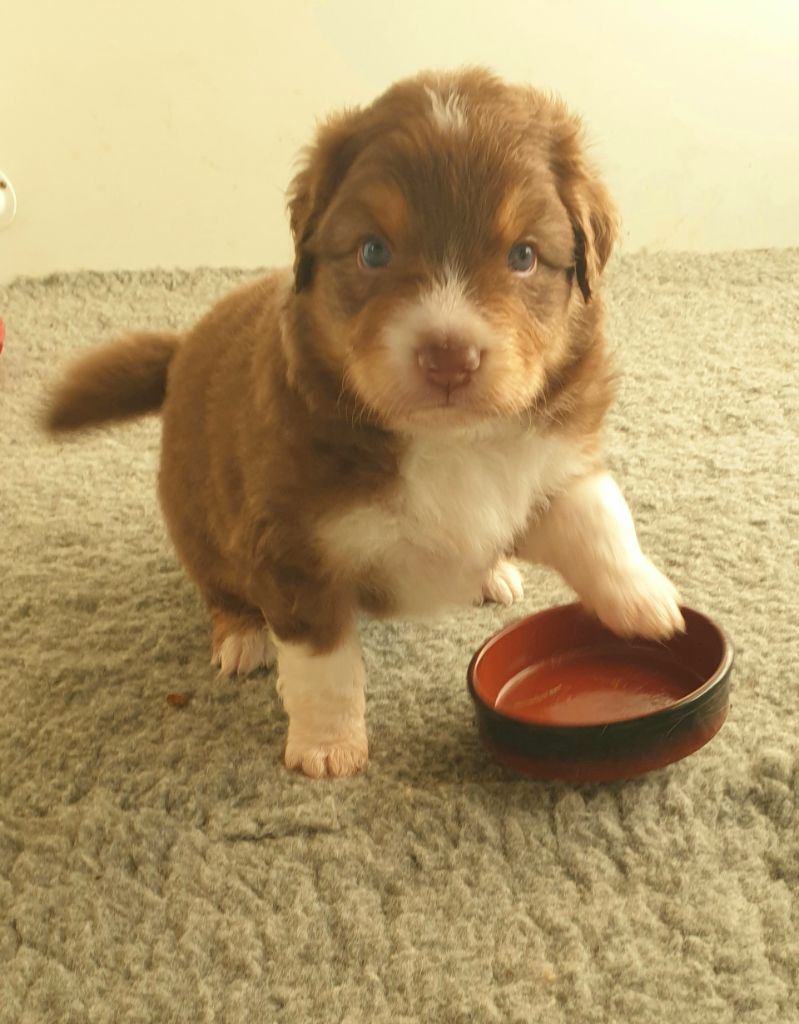 Berger Australien - Of Luna's Farm