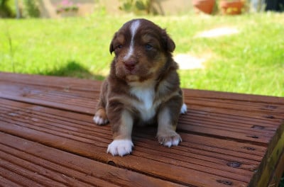 Les chiots de Berger Australien