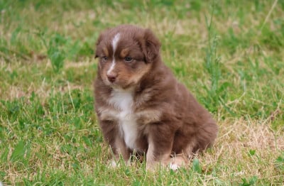 Les chiots de Berger Australien