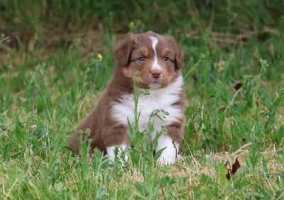 Les chiots de Berger Australien