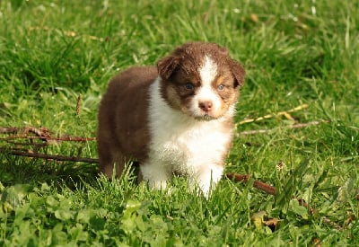 Les chiots de Berger Australien
