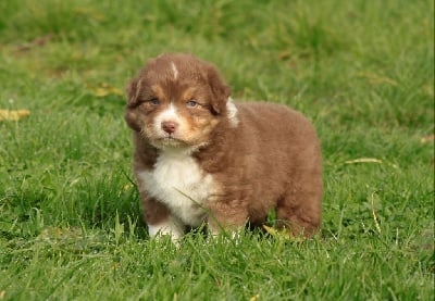 Les chiots de Berger Australien