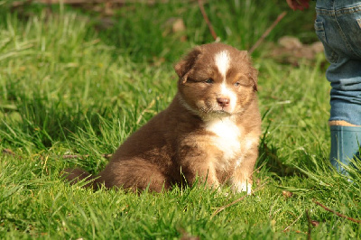 Les chiots de Berger Australien