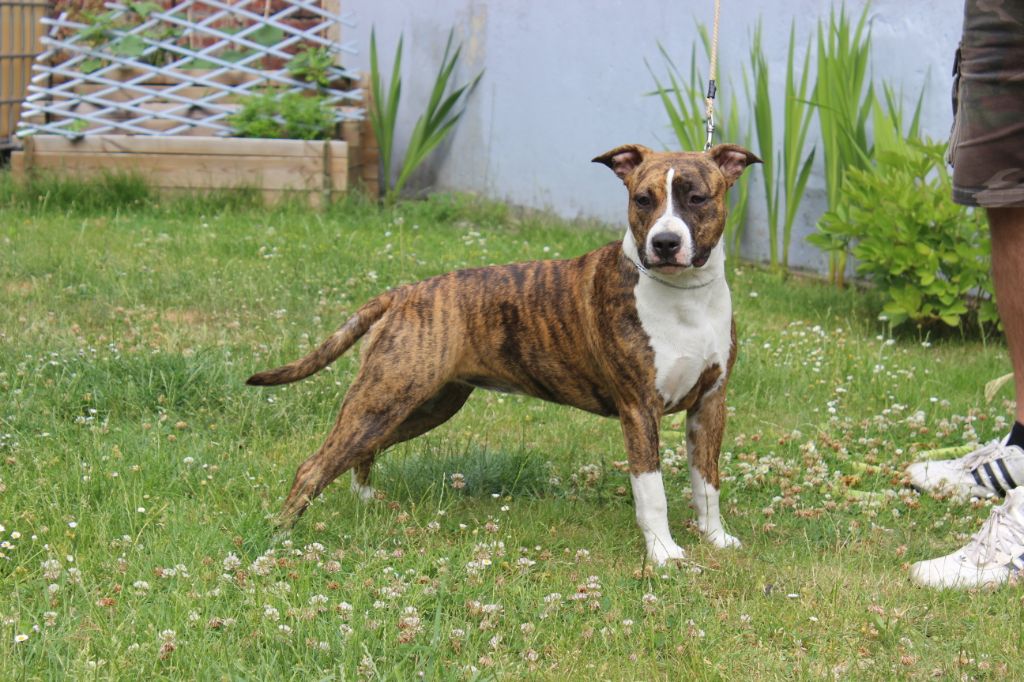 ringmaster Magnolia - 1 EXC MEILLEUR JEUNE AMSTAFF