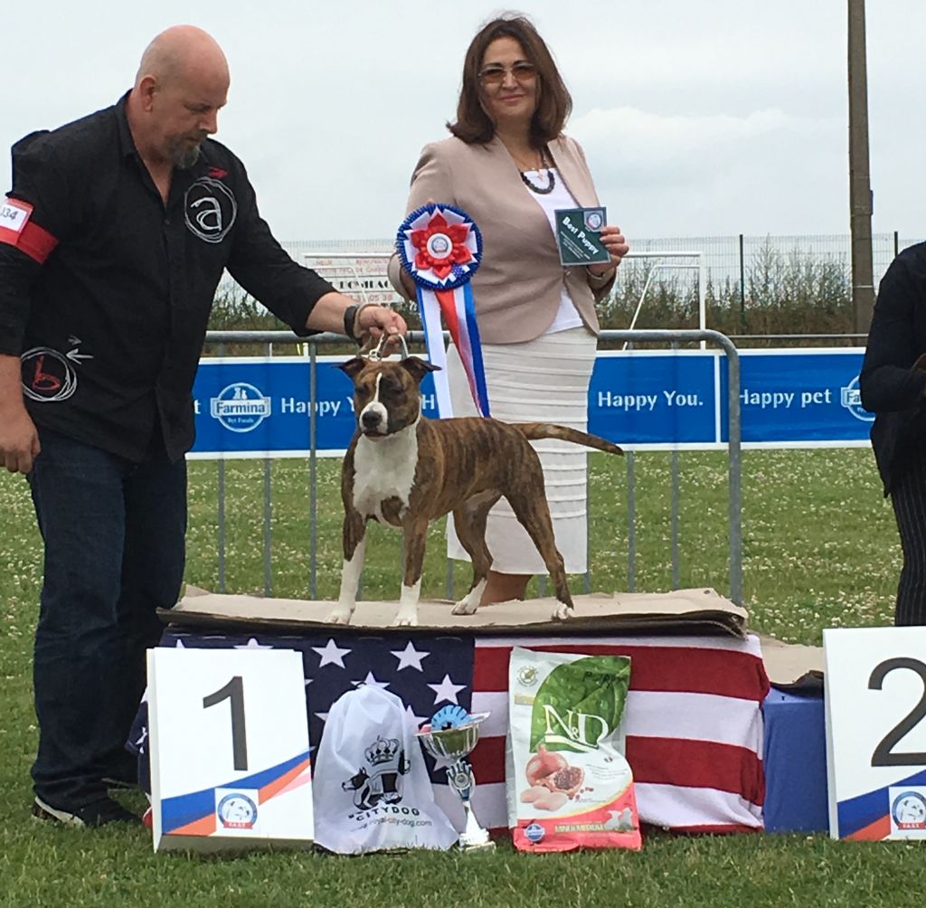 ringmaster Magnolia - 1 ER TRES PROMETTEUR MEILLEUR PUPPY DE LA RE