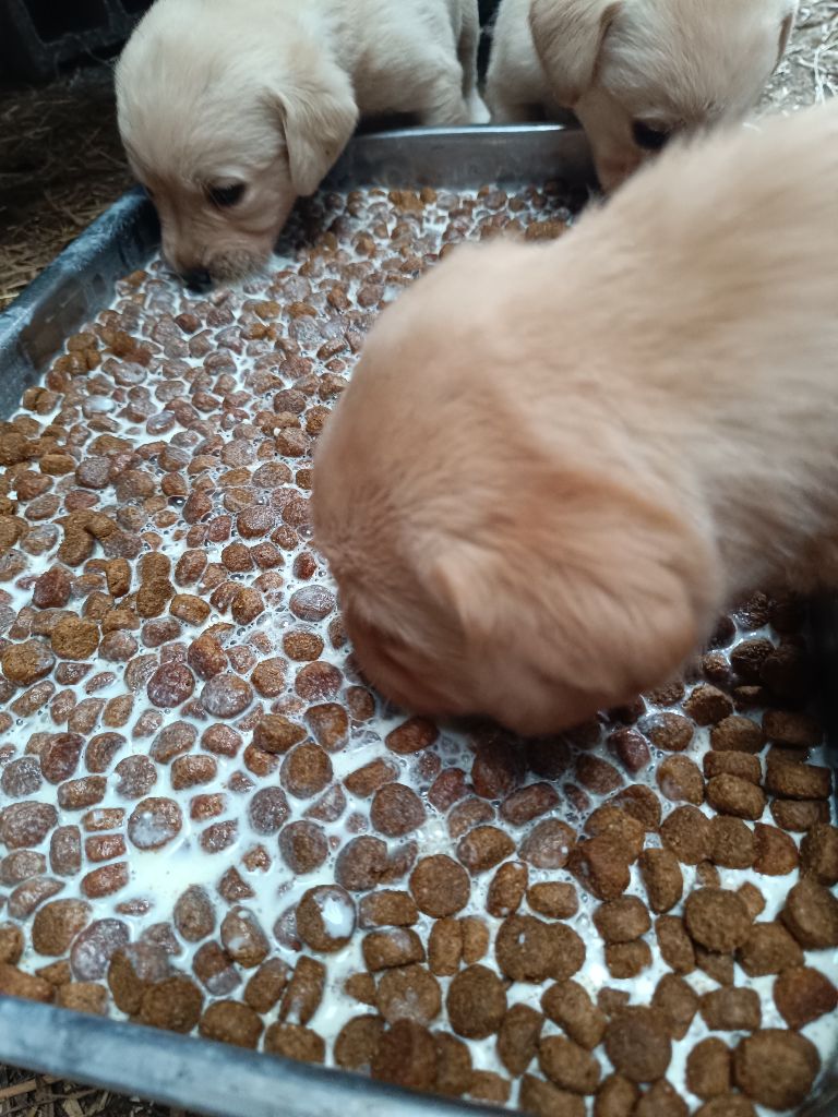 CHIOT 6 - Labrador Retriever