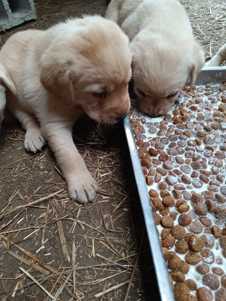 CHIOT 7 - Labrador Retriever